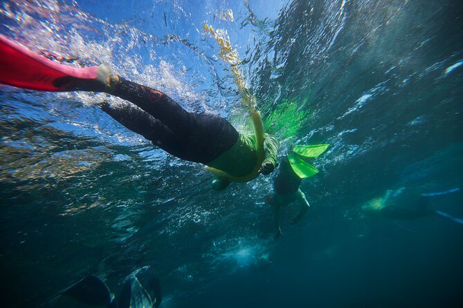 Small Group Manly Snorkel Tour and Nature Walk with Local Guide - Quick reasons to book this Manly snorkeling tour