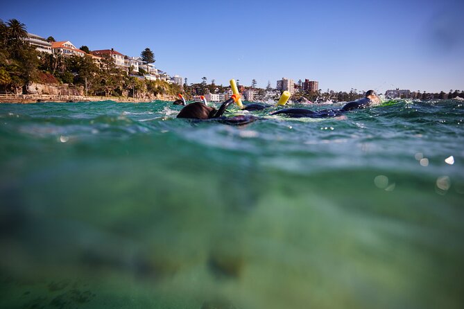 Small Group Manly Snorkel Tour and Nature Walk with Local Guide - Price and value: what $78.18 really covers