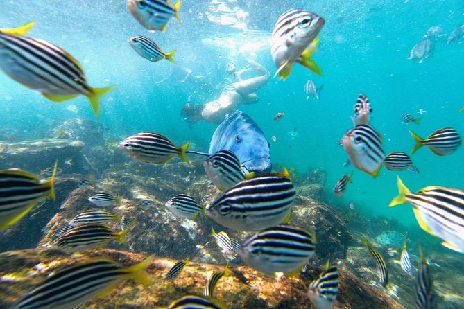 Small Group Manly Snorkel Tour and Nature Walk with Local Guide - What you might see underwater in Cabbage Tree Bay