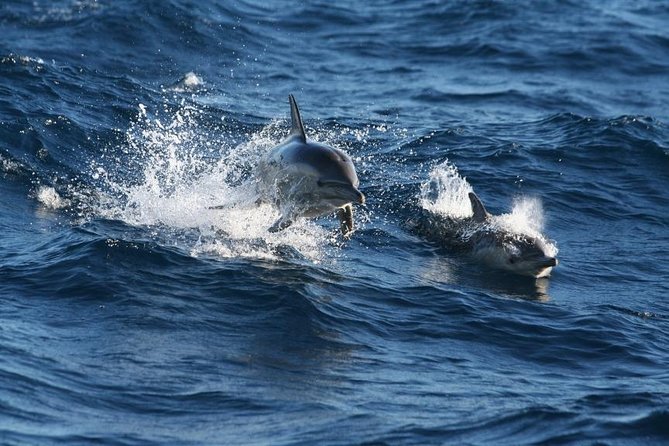 Small Group Port Stephens + Dolphins + 4WD/sandboarding ex Sydney - Port Stephens in one packed day from Sydney