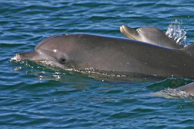 Small Group Port Stephens + Dolphins + 4WD/sandboarding ex Sydney - Price and value: what $164.25 buys you (and what it doesn’t)