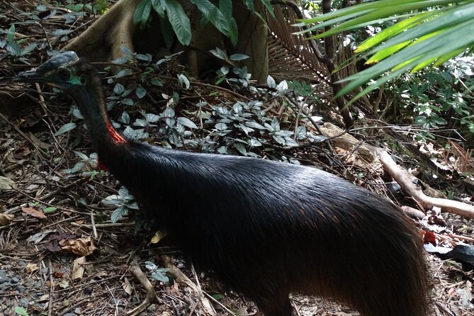 Small-Group Trekking Experience in Daintree National Park - Key highlights to know before you go