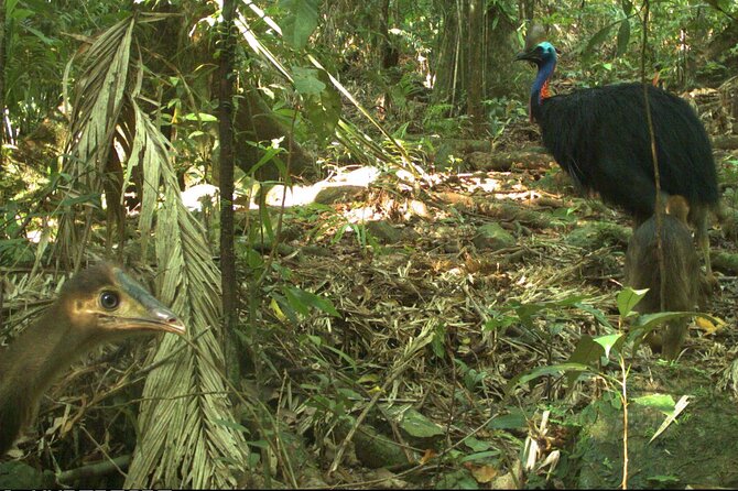 Small-Group Trekking Experience in Daintree National Park - Cape Tribulation start: where the walk begins