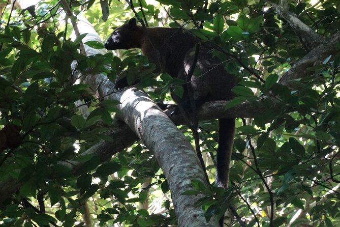 Small-Group Trekking Experience in Daintree National Park - How the Wet Tropics biological scientist guides your walk
