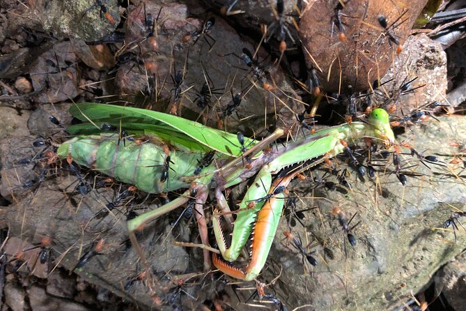 Small-Group Trekking Experience in Daintree National Park - What you’re likely to see: cassowaries, tree kangaroos, and more