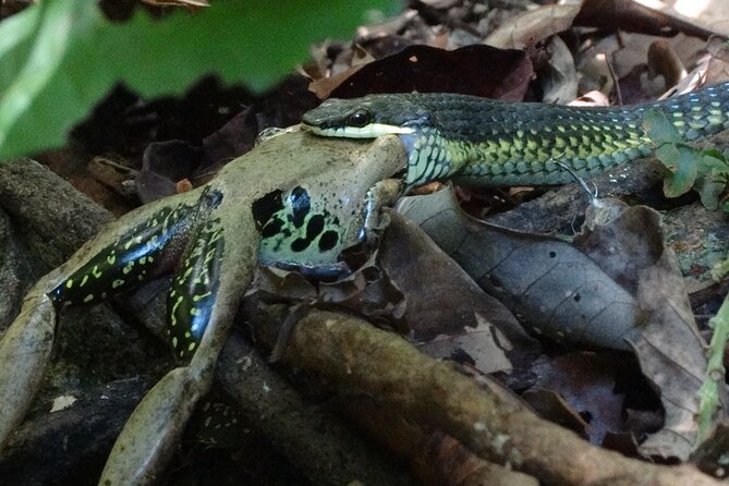 Small-Group Trekking Experience in Daintree National Park - Small-group reality: why max 10 changes the whole experience