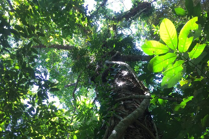 Small-Group Trekking Experience in Daintree National Park - What to pack and how to handle rainforest conditions