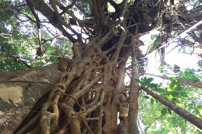 Small-Group Trekking Experience in Daintree National Park - Entering old-growth rainforest without the boardwalk filter