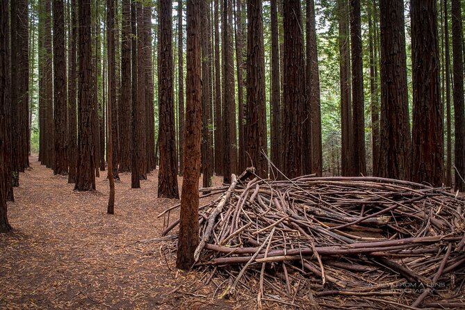 Small Group Yarra Valley: Redwoods Forest & Premium Wine Tour - Key highlights worth your attention