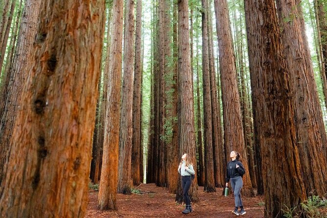 Small Group Yarra Valley: Redwoods Forest & Premium Wine Tour - A small-group Yarra Valley day from Arts Centre Melbourne