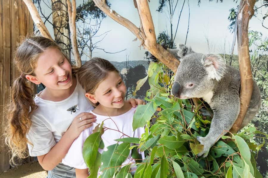 Small Group: Zoo, Blue Mountains, Scenic World Mandarin Tour - Morning start in Sydney: how to make pickup work for you