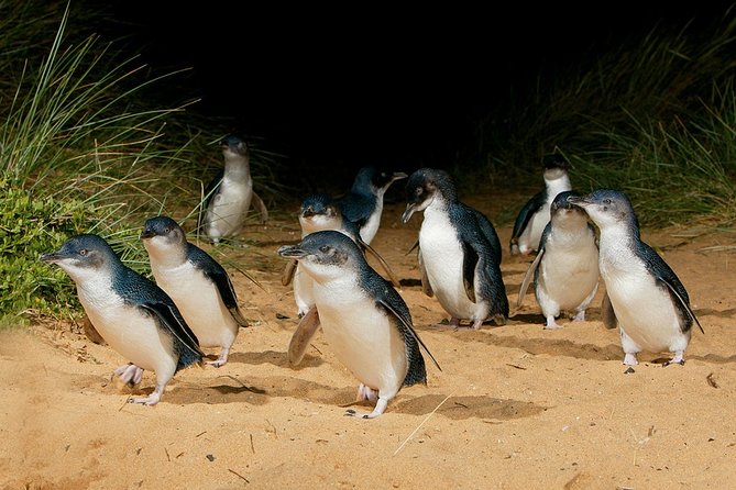 Small Tour (8 ppl) Phillip Island Hike & Penguin Parade Day Tour - Wildlife beyond the basics: Maru Koala and Animal Park time