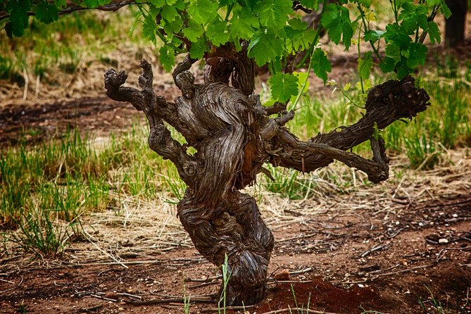 Small Tour Barossa Valley Voyager Tour from Adelaide - Stop 3: Wanera Wine Bar Lunch With Main, Dessert, and a Glass of Wine