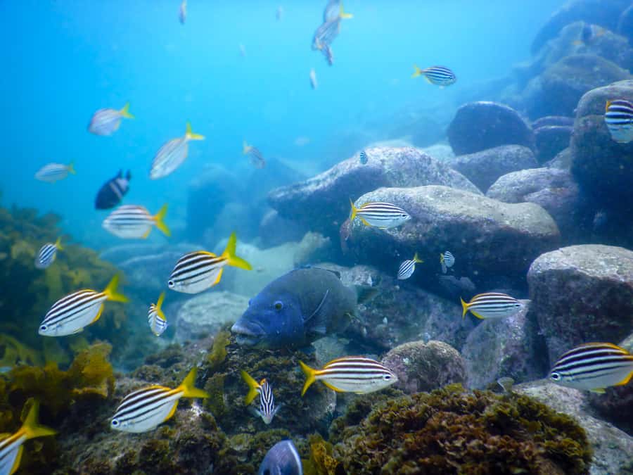 Snorkel Sydney’s Stunning Marine Reserve on a Private Tour - Bronte-Coogee Aquatic Reserve: the real draw near Bondi