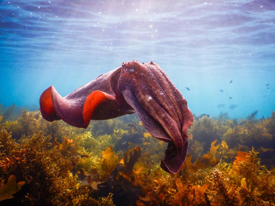 Snorkel Sydney’s Stunning Marine Reserve on a Private Tour - The 90-minute plan: safety briefing, then one hour snorkeling