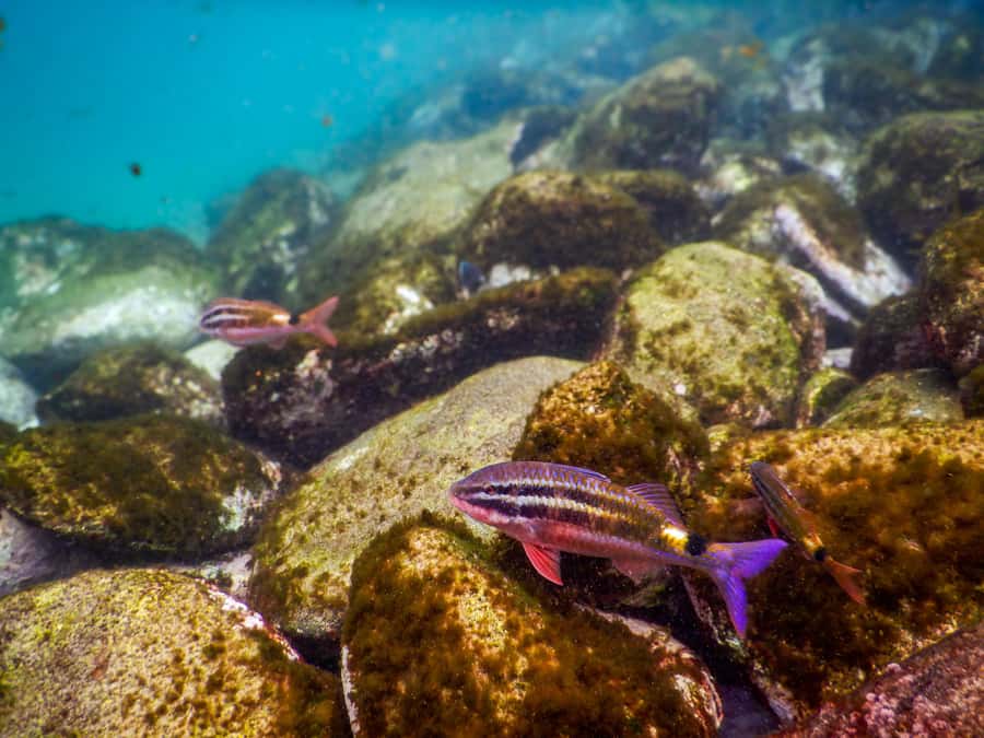 Snorkel Sydney’s Stunning Marine Reserve on a Private Tour - What you might see under the surface (and what to look for)