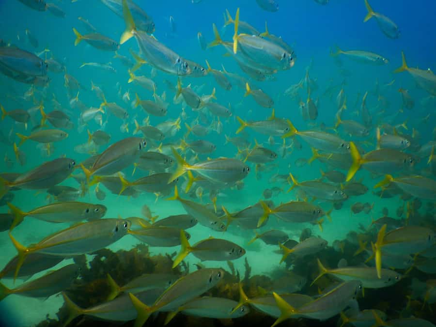 Snorkel Sydney’s Stunning Marine Reserve on a Private Tour - Gear, wetsuit, and flotation aids: getting comfortable fast