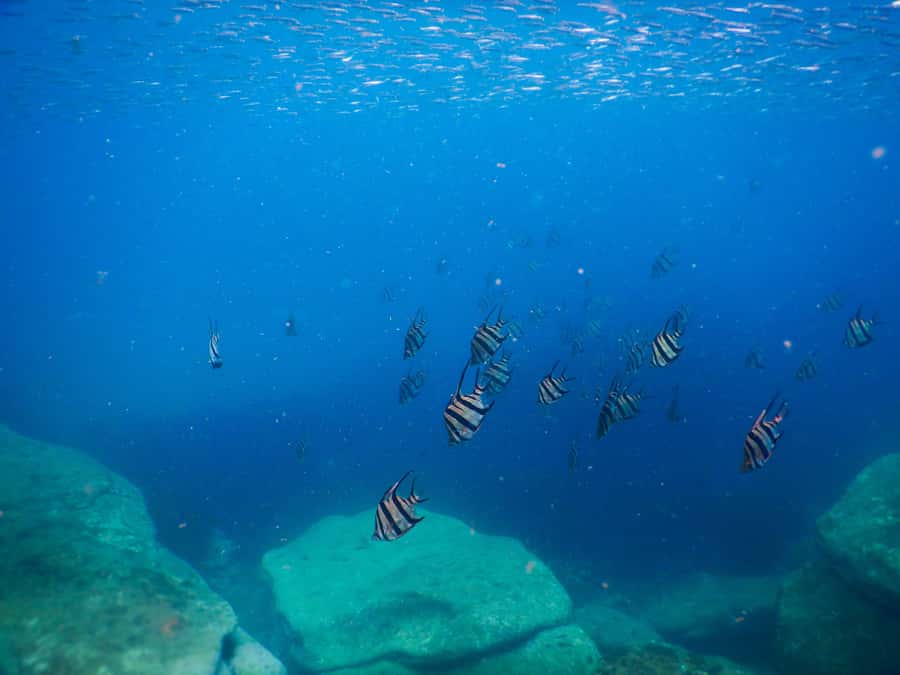 Snorkel Sydney’s Stunning Marine Reserve on a Private Tour - Price and value: is $141 worth it?