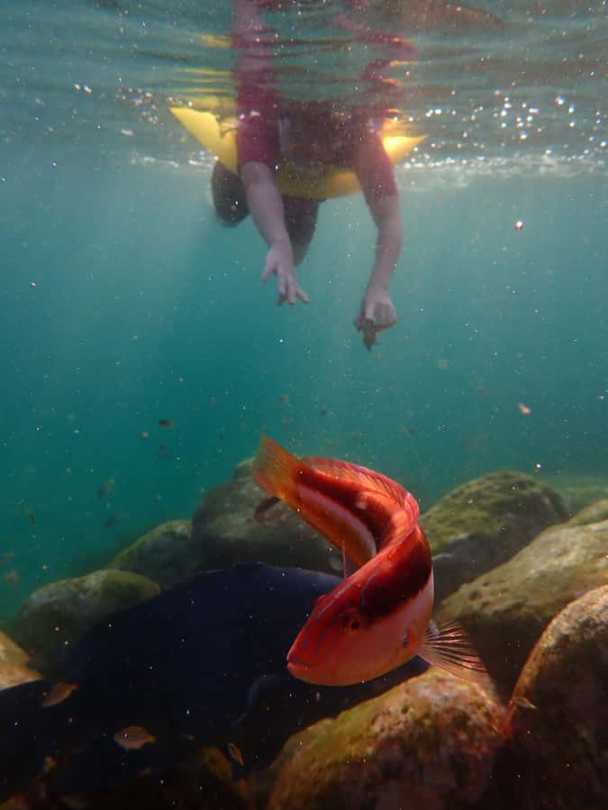 Snorkel Sydney’s Stunning Marine Reserve on a Private Tour - Private tour pacing: tailored to your comfort level