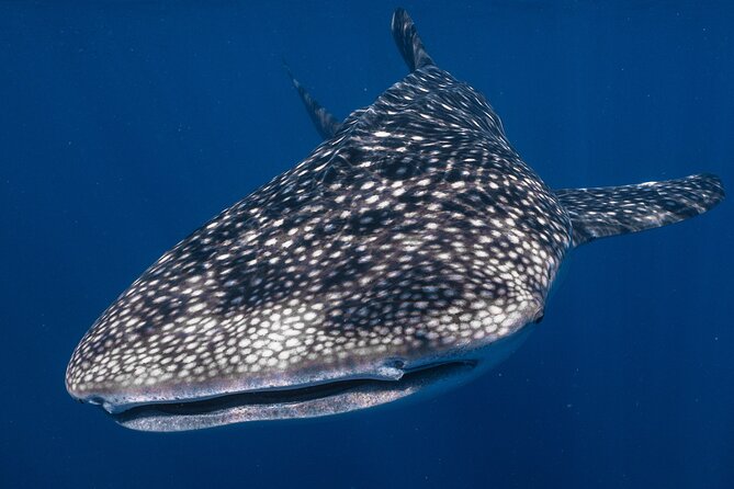Snorkel with Giants at Ningaloo Reef - Key Points at a Glance