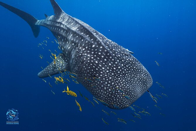Snorkel with Giants at Ningaloo Reef - Whale Sharks at Ningaloo: The “Find Them First” Advantage