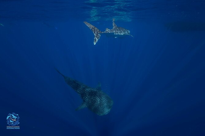 Snorkel with Giants at Ningaloo Reef - The Spotter Plane Search for Whale Sharks