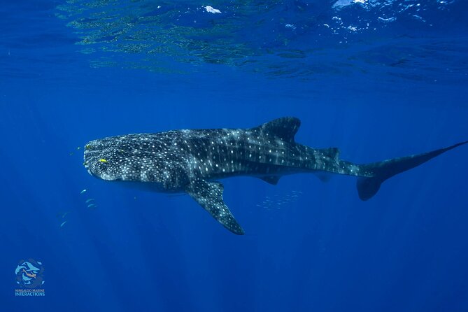 Snorkel with Giants at Ningaloo Reef - Meals, Photos, and the Convenience Factor