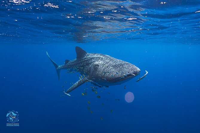 Snorkel with Giants at Ningaloo Reef - First Snorkel Stop: Outer Reef Time on Ningaloo