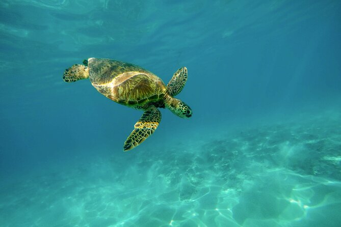 Snorkel with Turtles Gold Coast - From Chinderah Bay to Turtle Island, fast