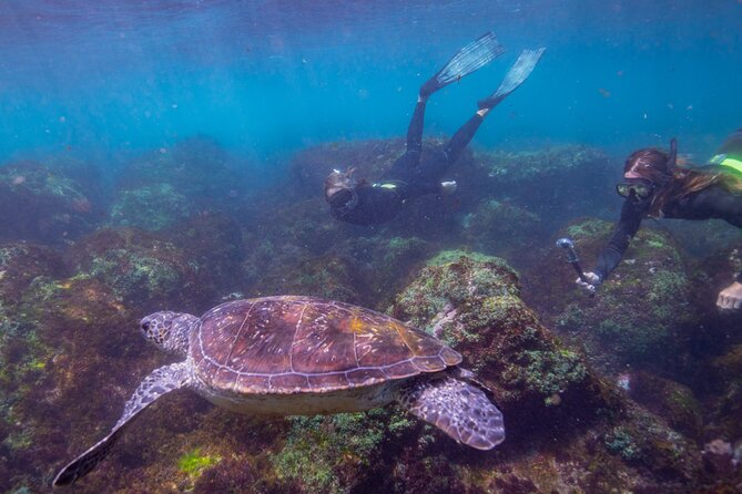 Snorkel with Turtles Gold Coast - Cook Island Aquatic Reserve and why turtles hang here