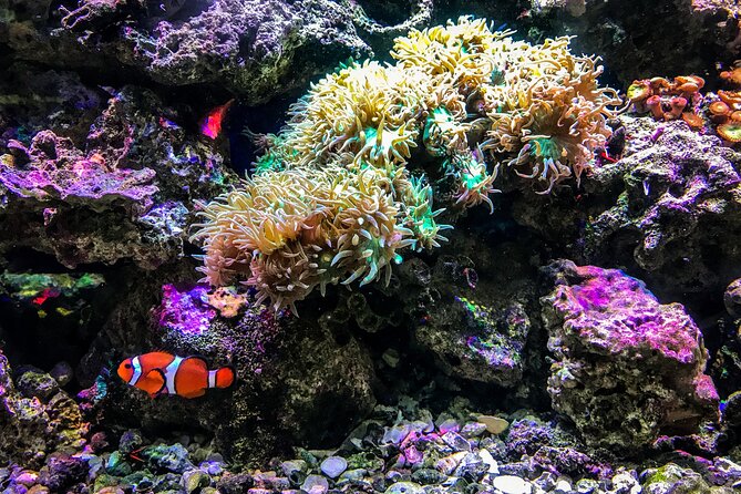 Snorkel with Turtles Gold Coast - Price and time: is $114.04 good value?