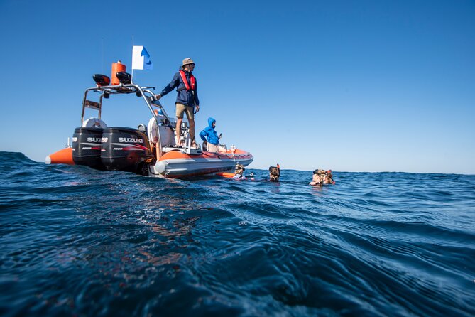 Snorkel with Turtles Gold Coast - Who should book this snorkeling with turtles tour?