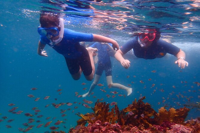 Snorkeling Adventure for Kids with Private Guide In Sydney - Key highlights to know before you go