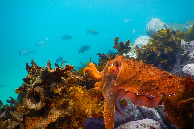 Snorkeling Adventure for Kids with Private Guide In Sydney - The 90-minute rhythm: how a private snorkel stays fun with kids
