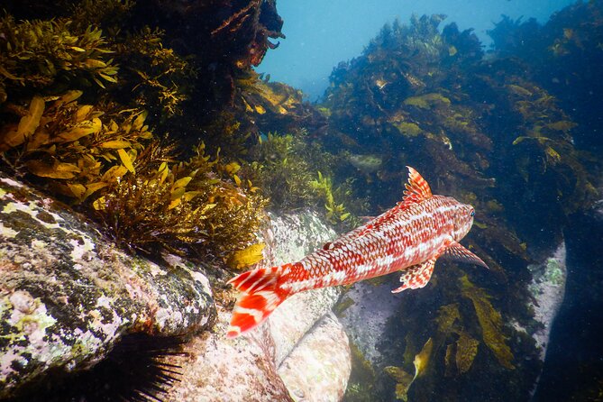 Snorkeling Adventure for Kids with Private Guide In Sydney - Marine life you can realistically expect (and why it’s not always the same)