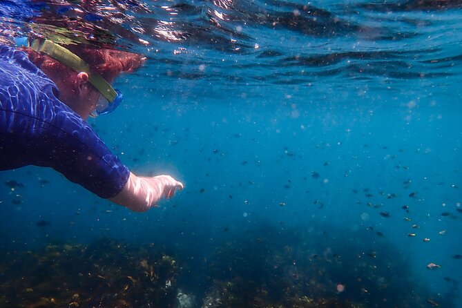 Snorkeling Adventure for Kids with Private Guide In Sydney - When Clovelly conditions aren’t safe: the Little Bay backup plan