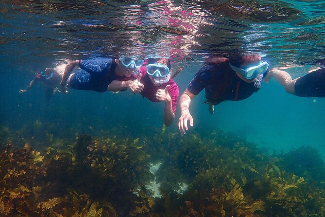 Snorkeling Adventure for Kids with Private Guide In Sydney - Who this tour fits best (and who should rethink it)