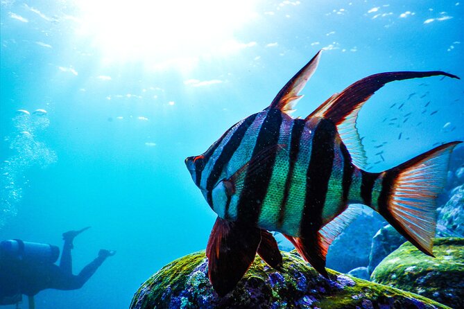 Snorkeling Adventure for Kids with Private Guide In Sydney - Price and value: is $143.09 per person worth it?