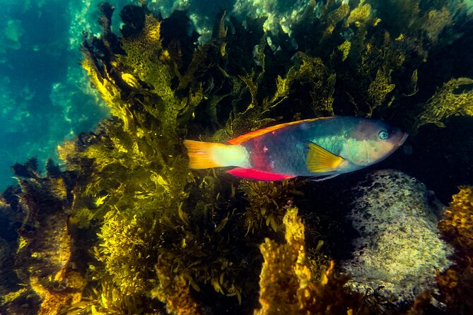 Snorkeling To Discover Sydney's Underwater Wonders - Key things that make this snorkeling tour work