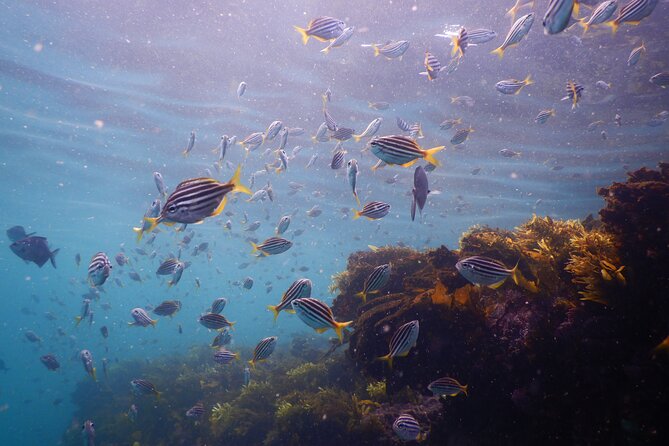 Snorkeling To Discover Sydney's Underwater Wonders - The core idea: snorkeling guidance beats guessing