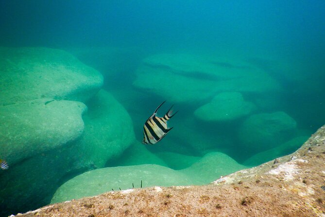 Snorkeling To Discover Sydney's Underwater Wonders - What you’ll likely see under the surface