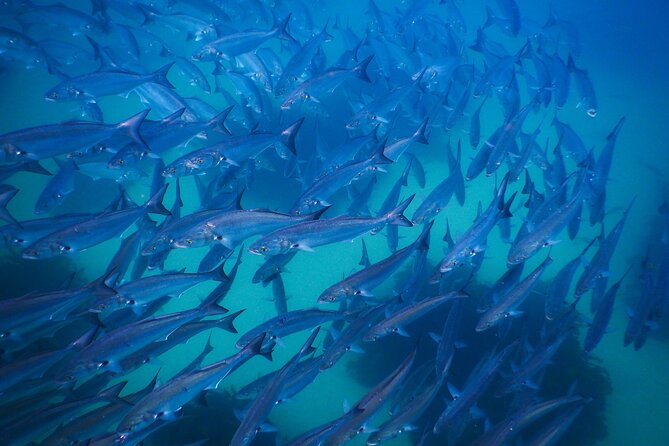 Snorkeling To Discover Sydney's Underwater Wonders - Stop 2 at Bondi: why it’s on the route