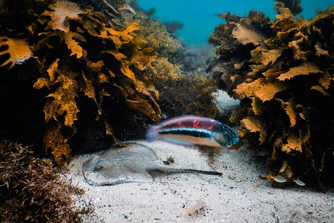Snorkeling To Discover Sydney's Underwater Wonders - Gear, photos, and the small-group comfort factor