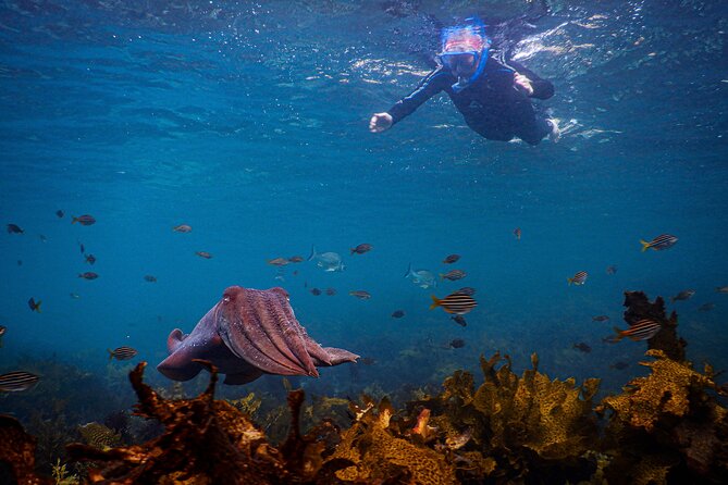 Snorkeling To Discover Sydney's Underwater Wonders - Price and value: $70.29 for a guided, photo-included outing