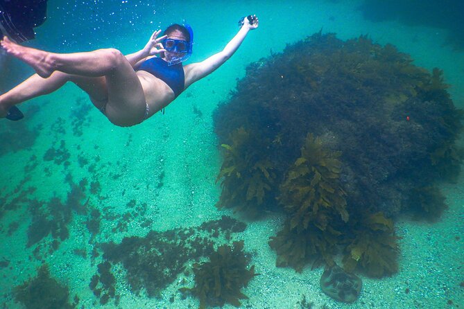 Snorkeling To Discover Sydney's Underwater Wonders - Where you start: Clovelly Beach and the sheltered-water advantage