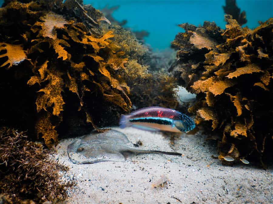 Snorkeling Tour: Discover Sydney’s impressive sea life - Key Highlights You’ll Actually Care About