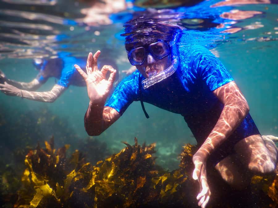 Snorkeling Tour: Discover Sydney’s impressive sea life - Gear and Comfort: Mask Fitting, Flotation Aids, and Wetsuit Reality