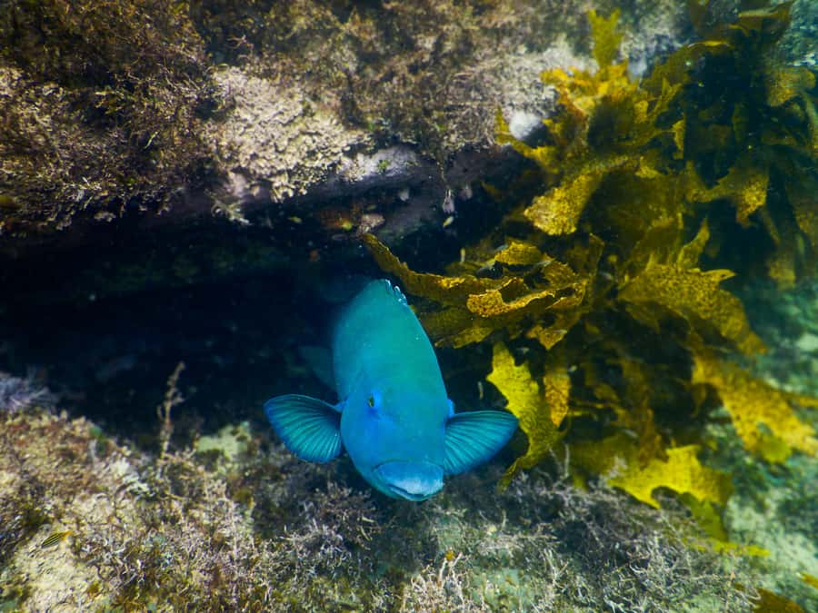 Snorkeling Tour: Discover Sydney’s impressive sea life - The Included Photos: Your Easiest Souvenir from the Water