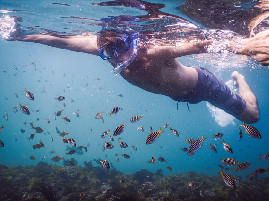 Snorkeling Tour: Discover Sydney’s impressive sea life - The 90-Minute Plan: What Happens Minute to Minute