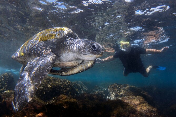 Snorkeling with Turtles – Cook Island Marine Reserve - Why Cook Island Marine Reserve is a smart Gold Coast snorkel
